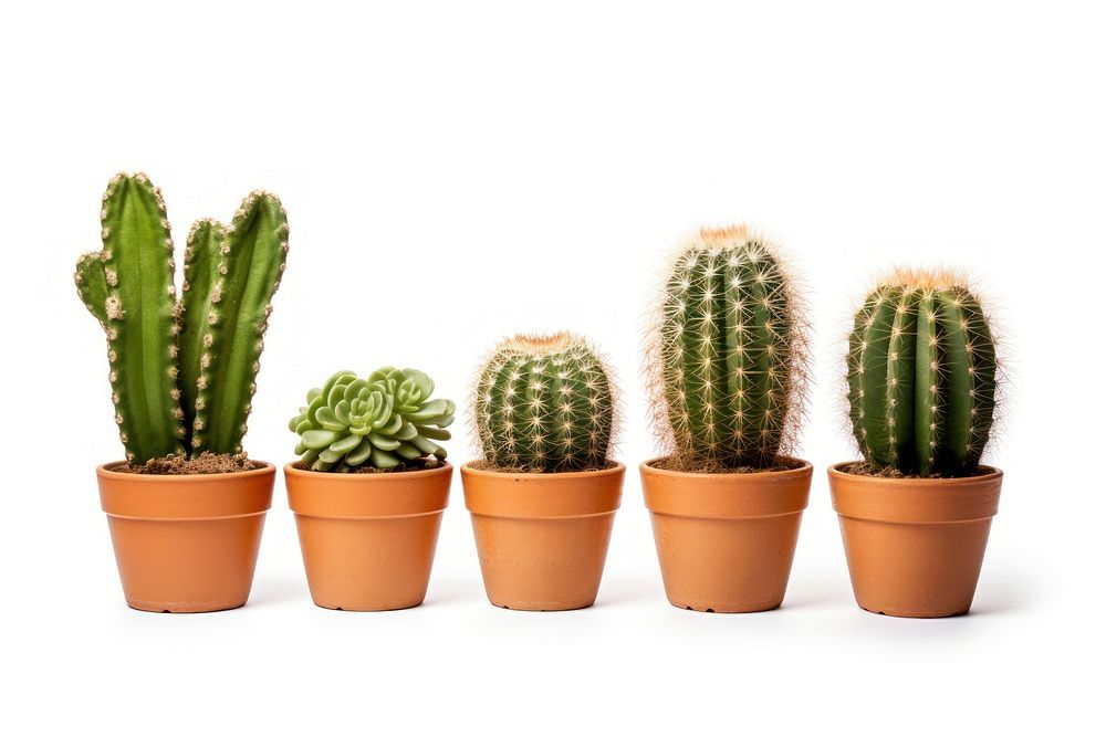 Cacti plants in pots cactus white background houseplant. AI generated Image by rawpixel.