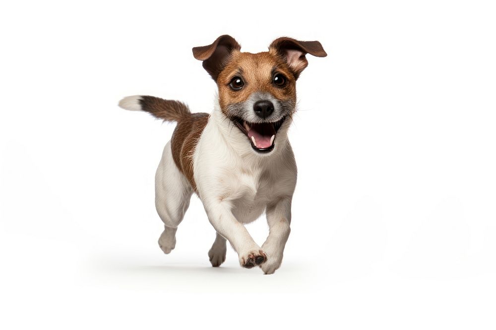 Cute dogs jack russell mammal animal puppy. AI generated Image by rawpixel.