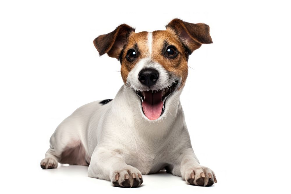 Cute dogs jack russell mammal animal puppy. AI generated Image by rawpixel.