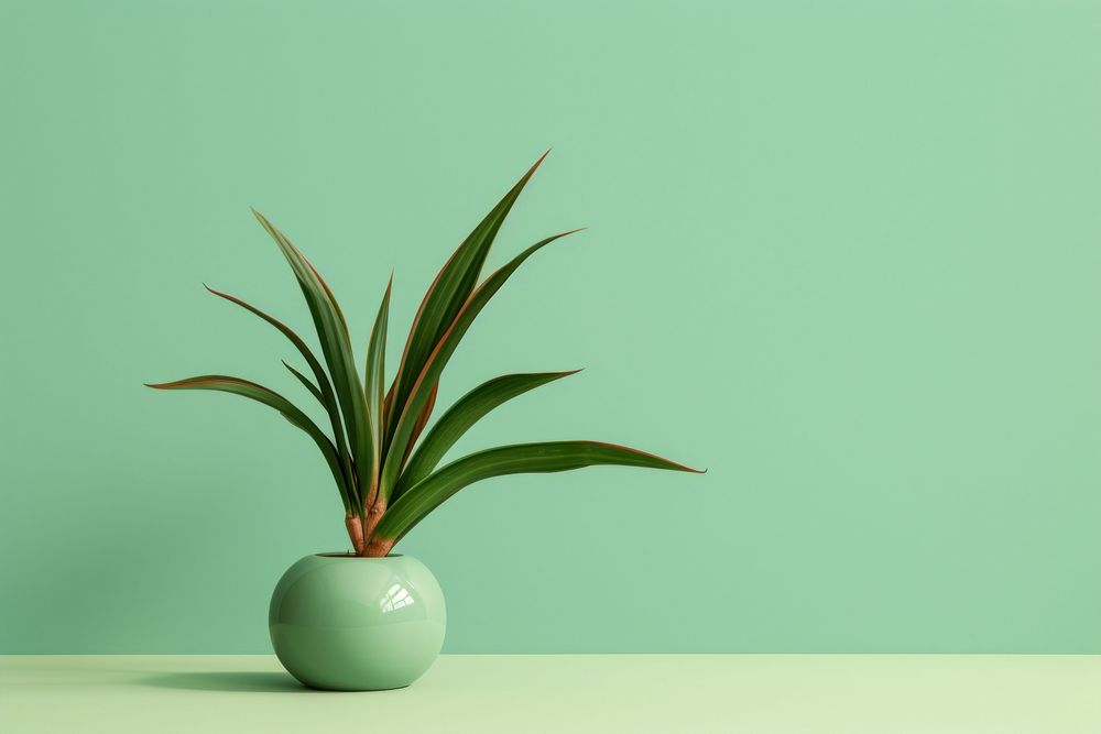 Houseplant flower decoration flowerpot. AI generated Image by rawpixel.