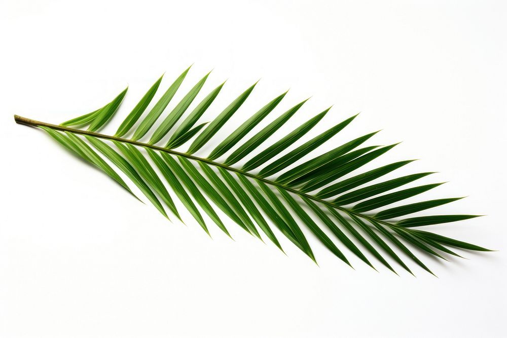 Palm leaf plant tree freshness. AI generated Image by rawpixel.