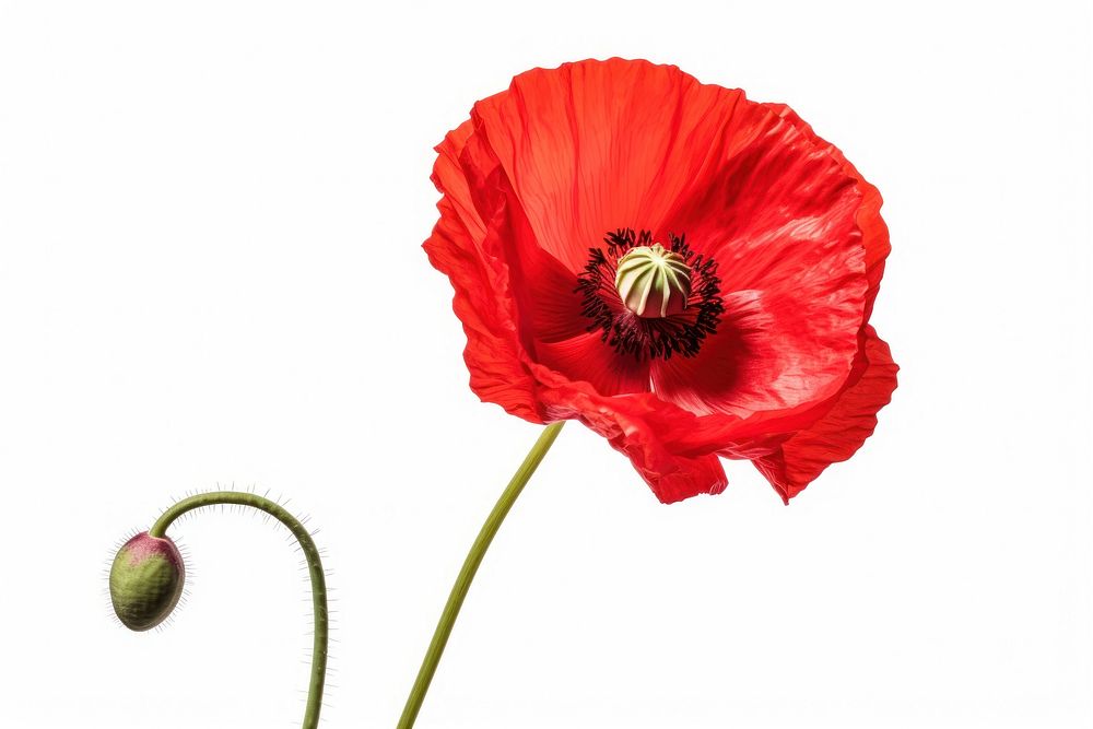 Poppy flower poppy plant inflorescence. AI generated Image by rawpixel.