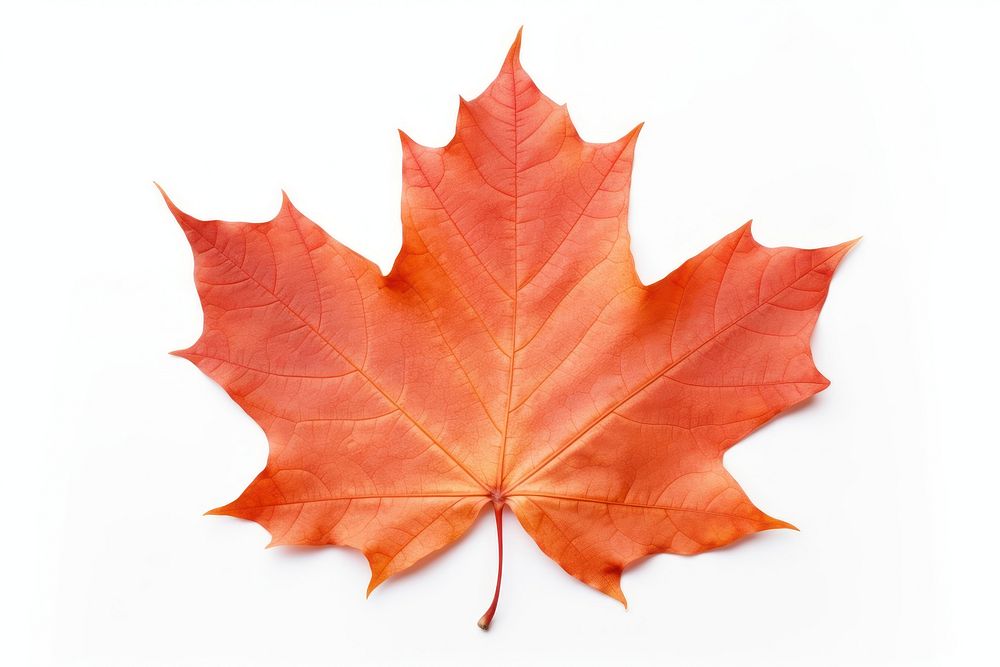 Canada maple leaf plant tree white background. AI generated Image by rawpixel.