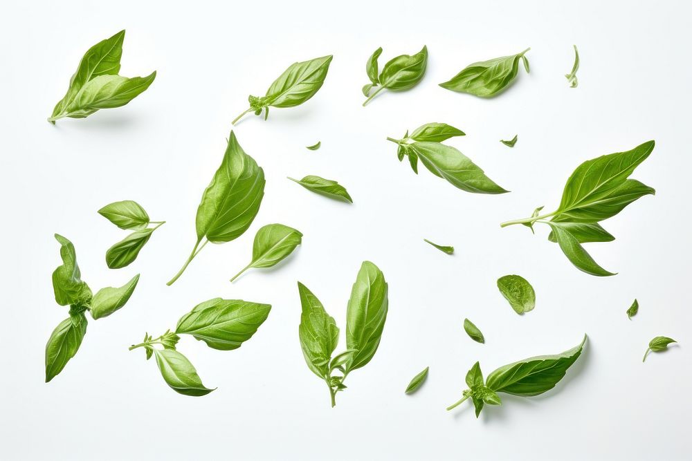 Basil leaves plant herbs leaf. AI generated Image by rawpixel.