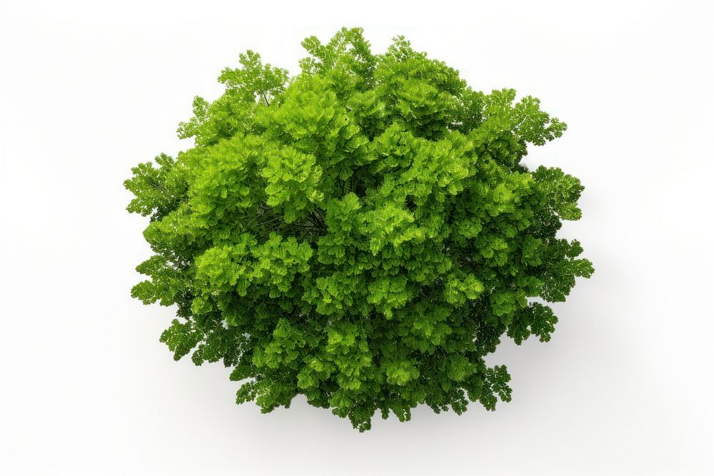Green tree parsley plant herbs. AI generated Image by rawpixel.