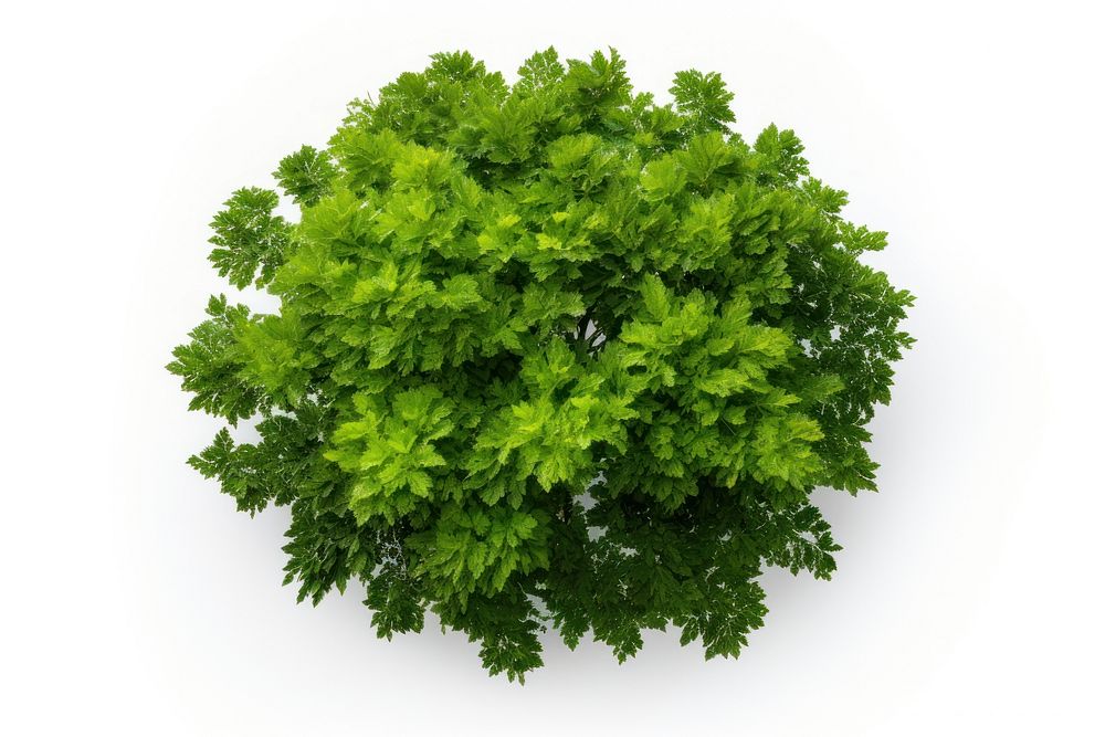 Green tree parsley plant herbs. AI generated Image by rawpixel.