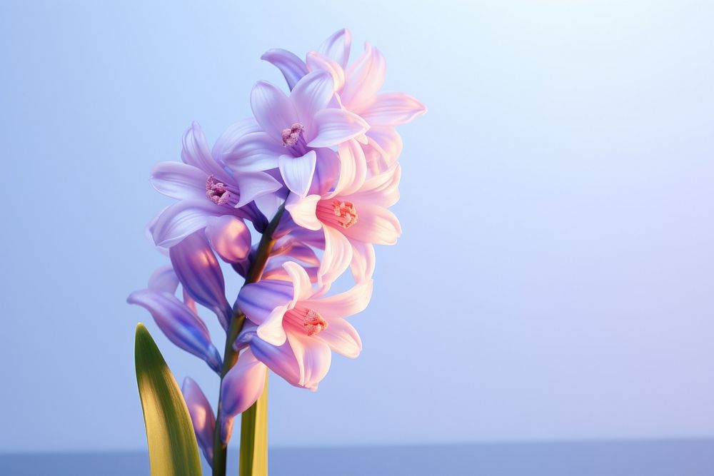Hyacinth flower outdoors blossom nature. AI generated Image by rawpixel.