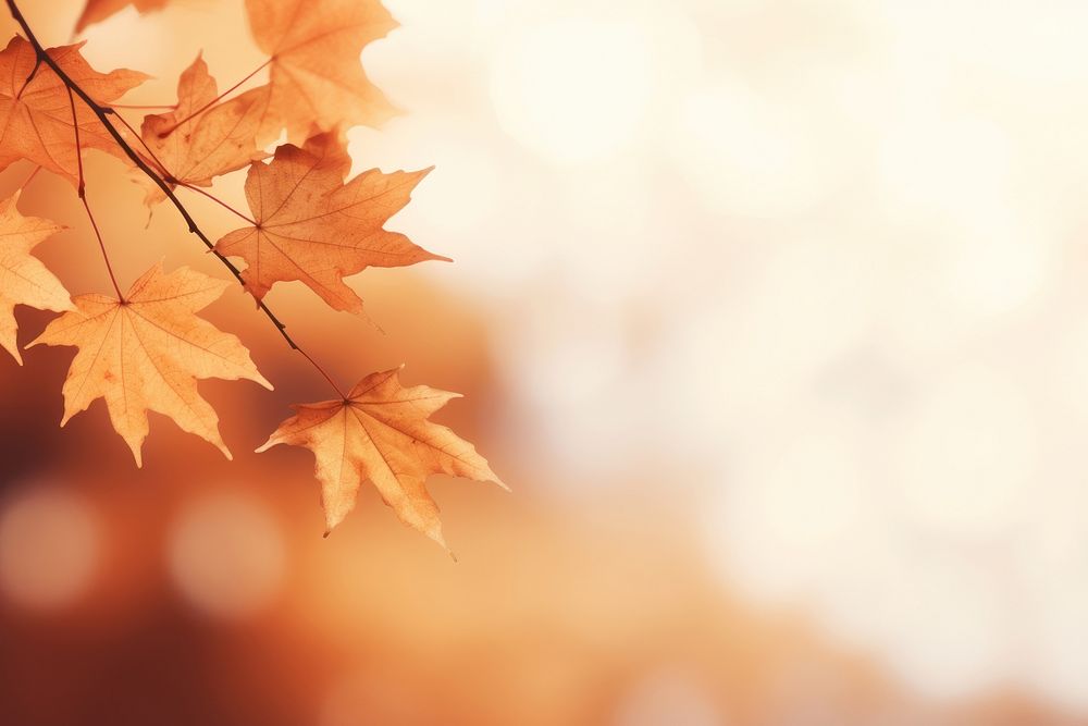 Orangey brown maple autumn backgrounds branch. AI generated Image by rawpixel.