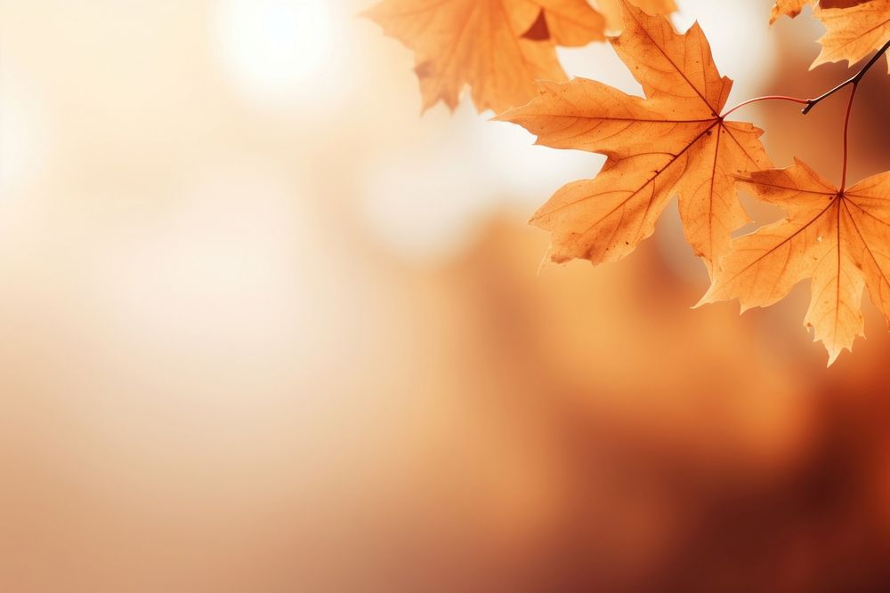 Orangey brown maple backgrounds sunlight autumn. AI generated Image by rawpixel.