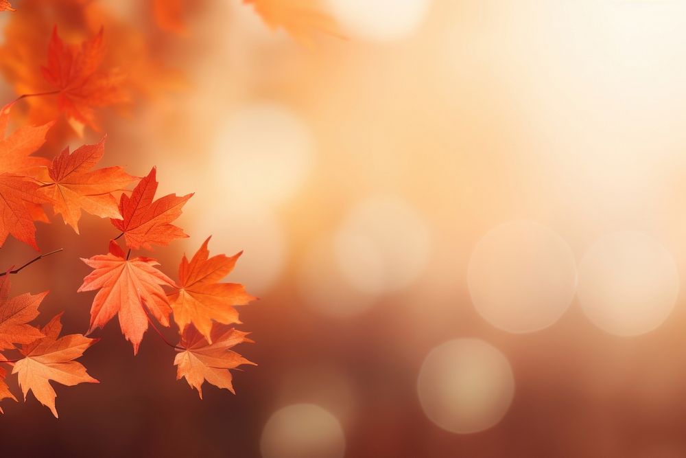 Soft focus light backgrounds autumn leaves. AI generated Image by rawpixel.