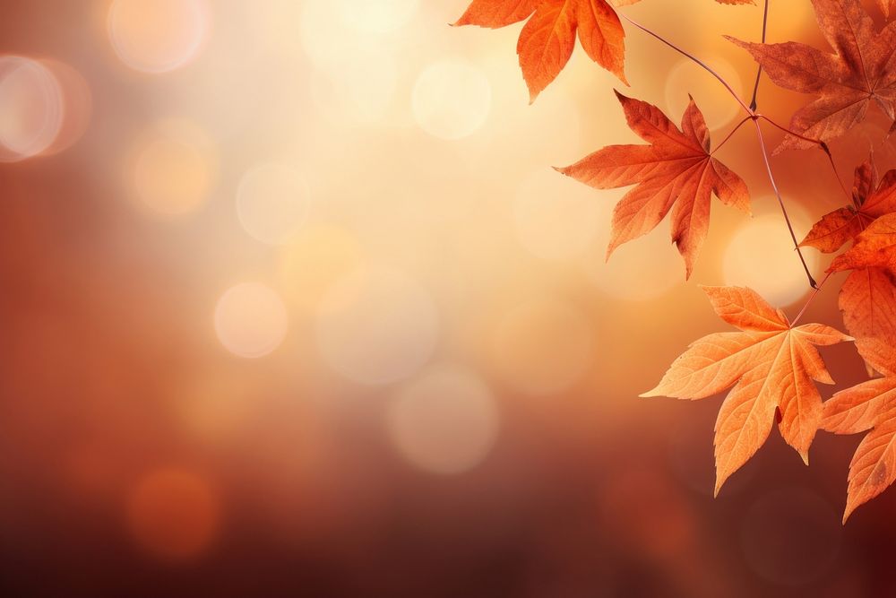 Soft focus light autumn backgrounds sunlight. AI generated Image by rawpixel.