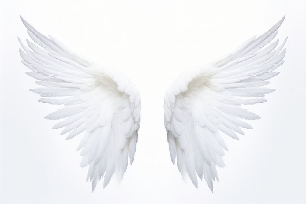 Pair of angel wings white bird white background. AI generated Image by rawpixel.