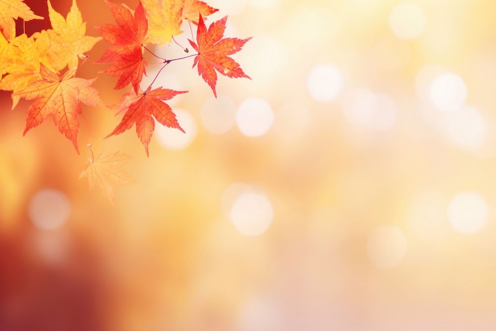 Red and yellow maple leaves backgrounds sunlight autumn. AI generated Image by rawpixel.