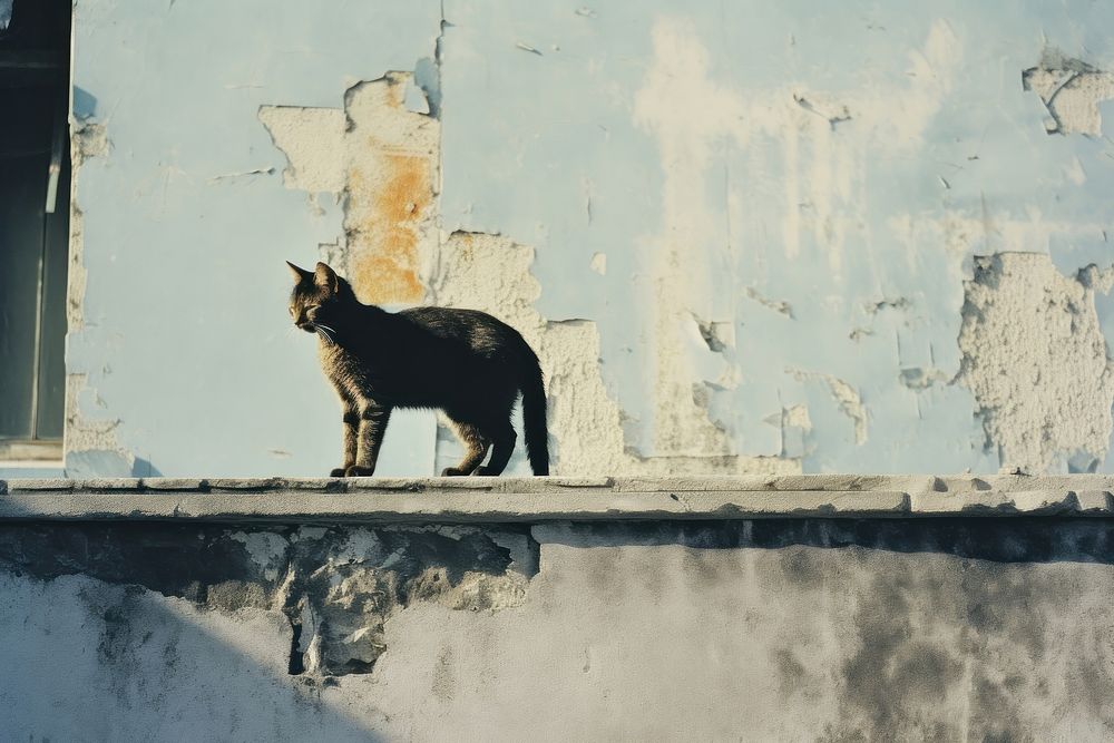 A cat walking on the wall architecture building mammal. AI generated Image by rawpixel.