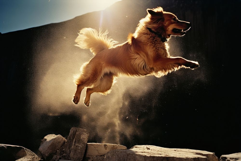 A dog jumping outdoors mammal animal. AI generated Image by rawpixel.