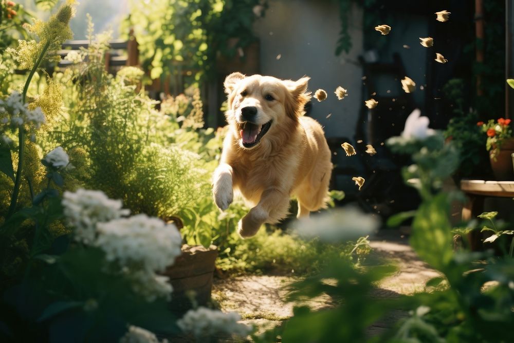 A dog running in the garden outdoors animal mammal. AI generated Image by rawpixel.