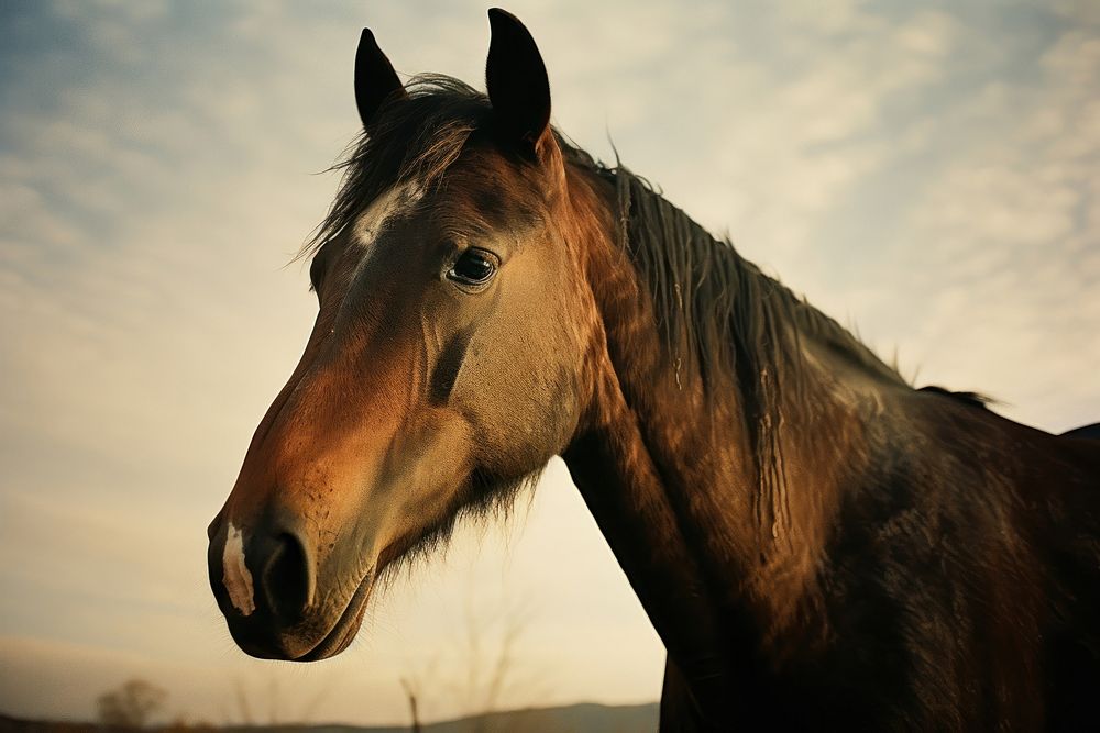 A horse stallion mammal animal. AI generated Image by rawpixel.