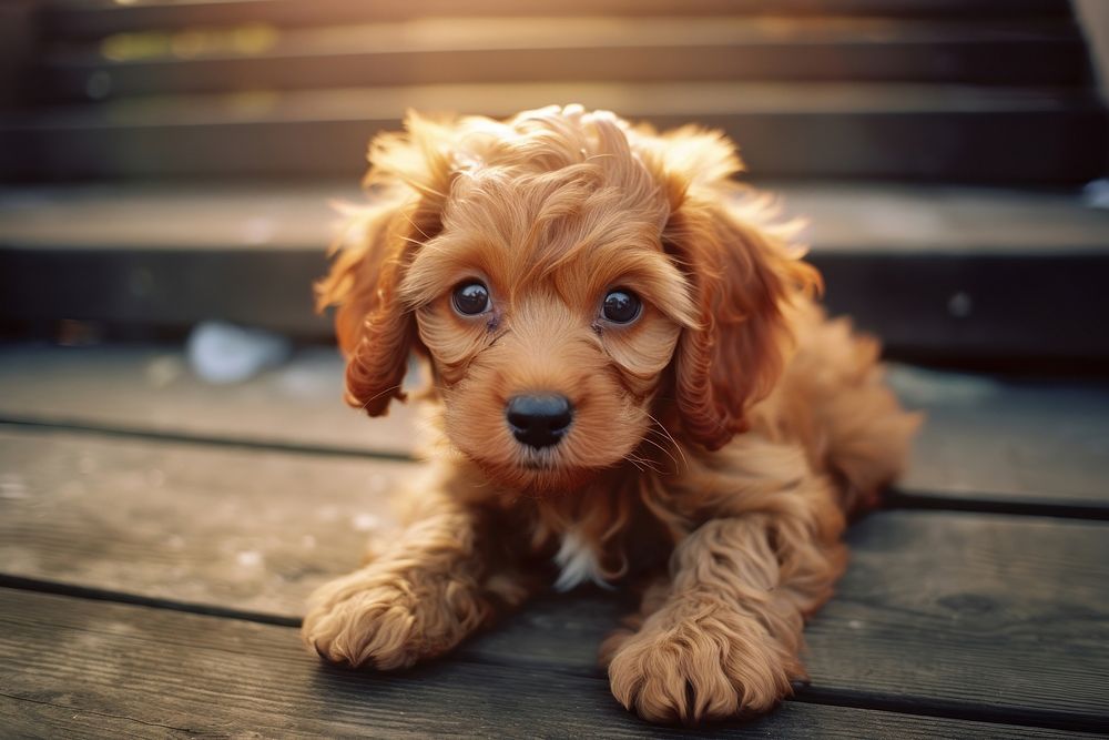 A puppy animal mammal dog. AI generated Image by rawpixel.