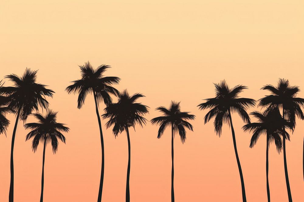 Palm trees backgrounds silhouette outdoors. | Free Photo Illustration ...