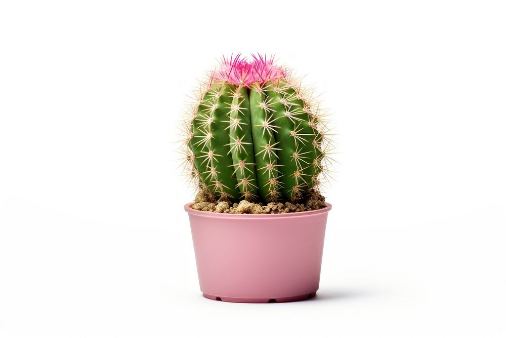 Cactus with 1 flower plant white background inflorescence. AI generated Image by rawpixel.