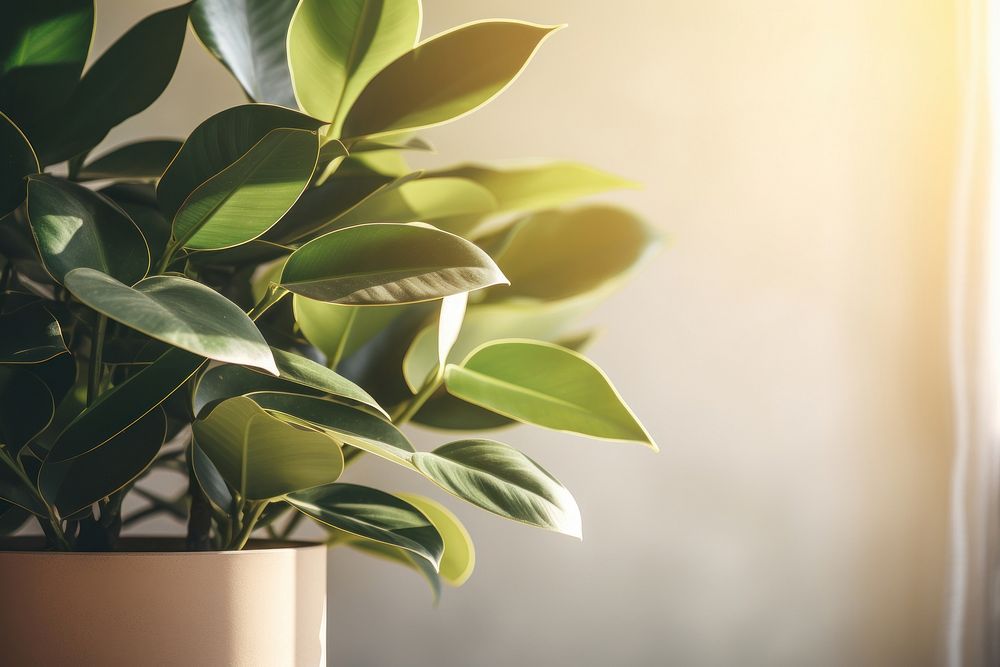 Rubber Plant plant houseplant sunlight. Free Photo rawpixel
