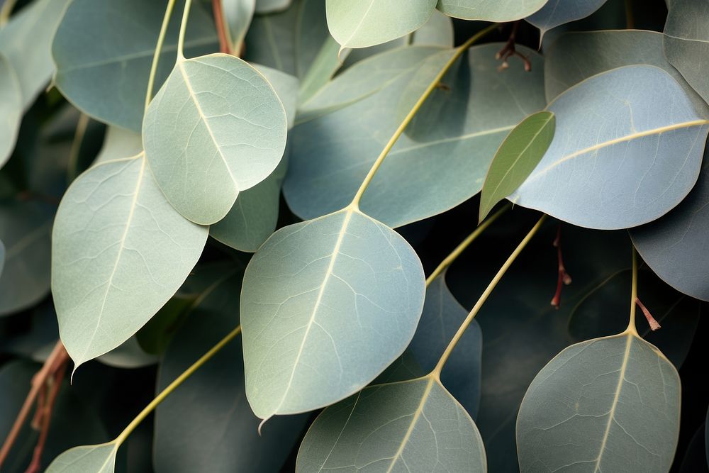 Eucalyptus backgrounds outdoors plant. AI generated Image by rawpixel.