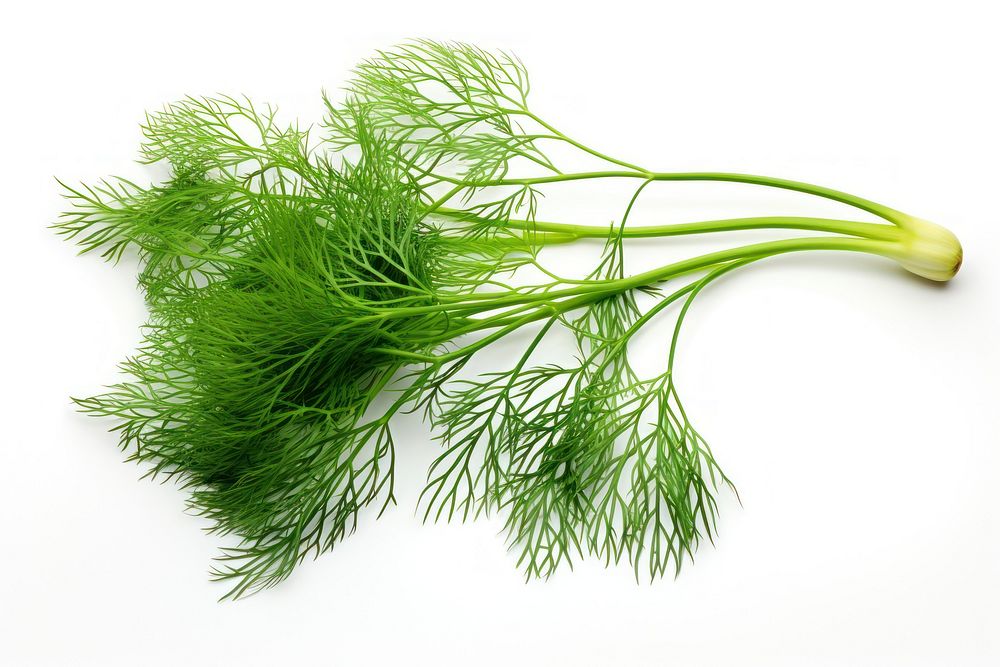 Dill plant food white background. AI generated Image by rawpixel.
