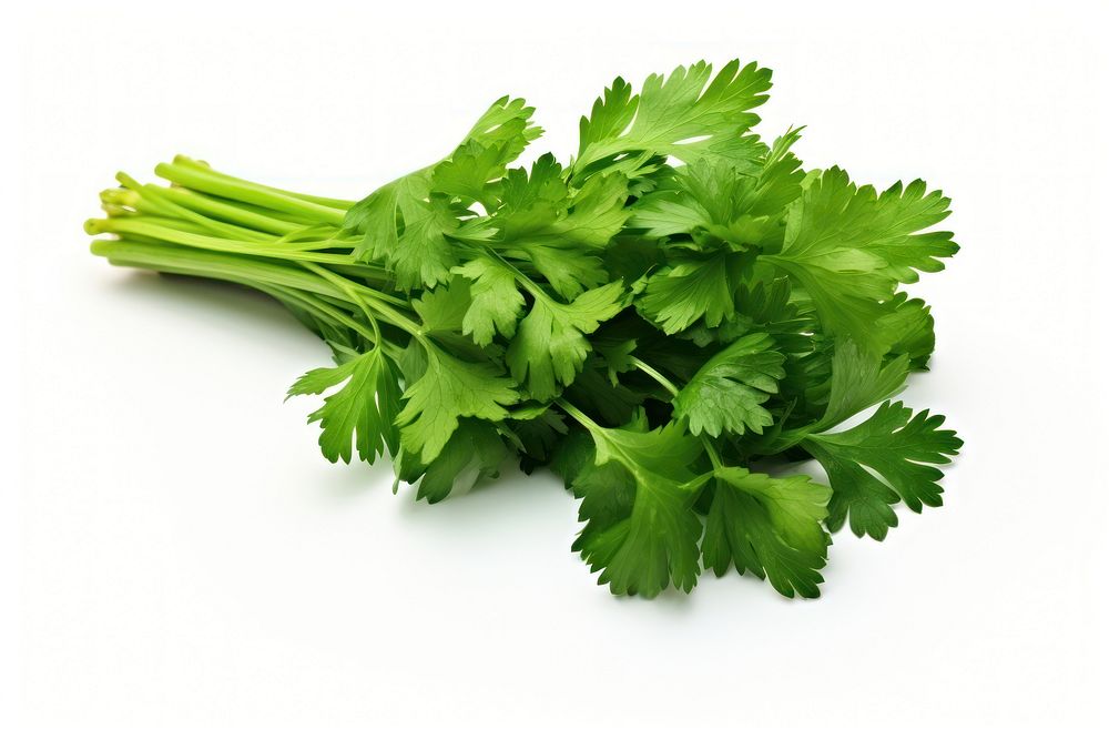 Parsley plant herbs white background. AI generated Image by rawpixel.