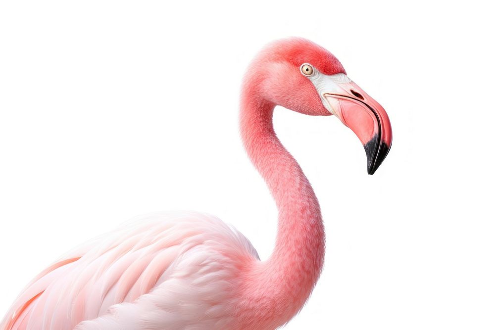 Flamingo bird animal beak white background. AI generated Image by rawpixel.