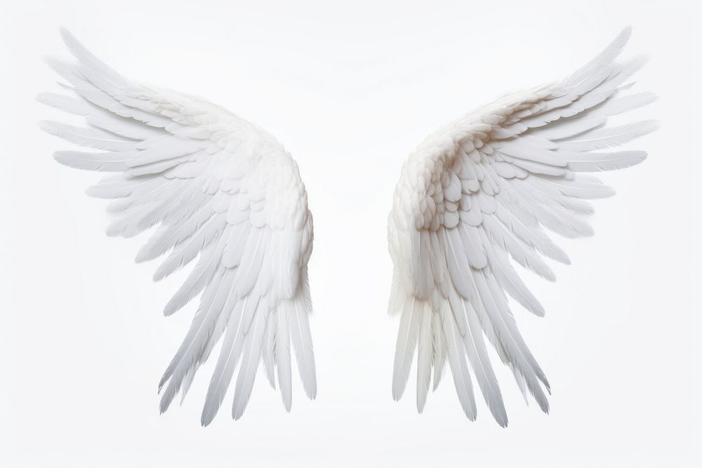 Pair of white angel wing bird white background feather. AI generated Image by rawpixel.