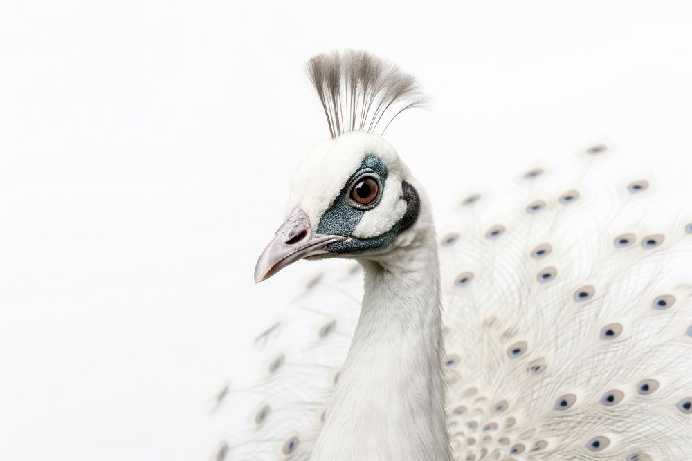 White peacock bird animal beak wildlife. AI generated Image by rawpixel.