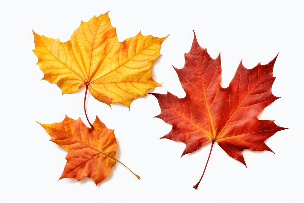 Autumn leaves maple plant leaf. AI generated Image by rawpixel.