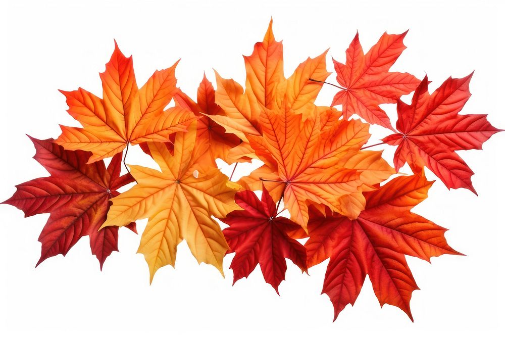 Autumn maple leaves plant leaf tree. AI generated Image by rawpixel.
