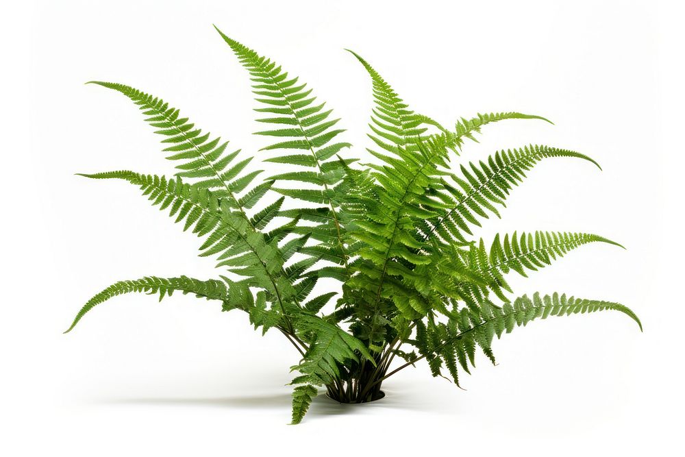 Boston fern plant white background freshness. AI generated Image by rawpixel.
