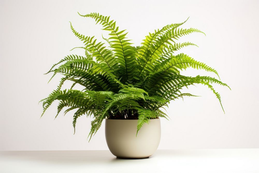 Boston fern plant leaf houseplant. AI generated Image by rawpixel.