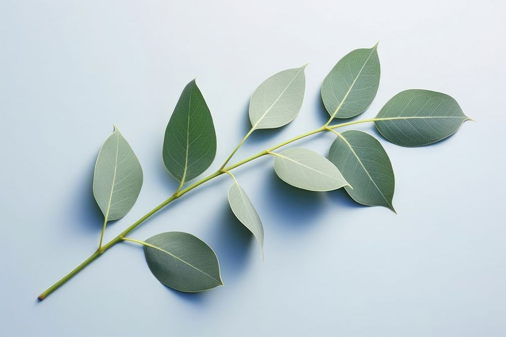 Eucalyptus nature plant leaf. AI generated Image by rawpixel.