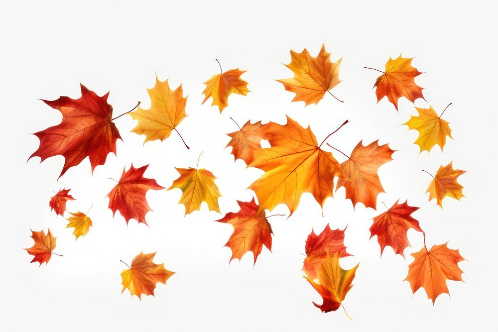 Autumn leaves falling maple plant. AI generated Image by rawpixel.