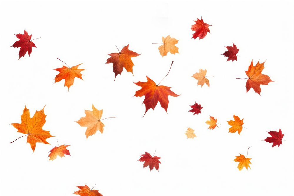 Autumn leaves backgrounds falling maple. AI generated Image by rawpixel.