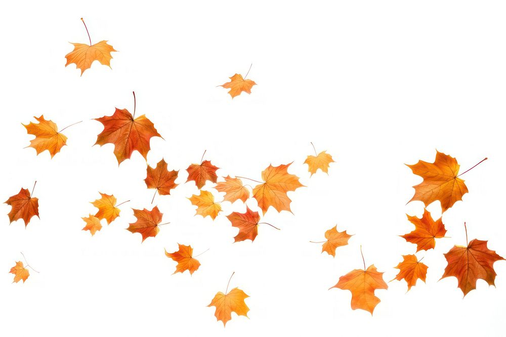 Autumn maple leaves backgrounds falling plant. AI generated Image by rawpixel.