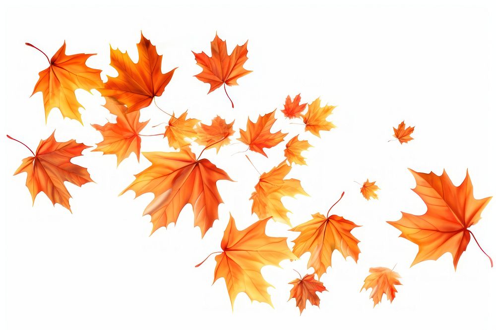 Autumn maple leaves backgrounds falling plant. 