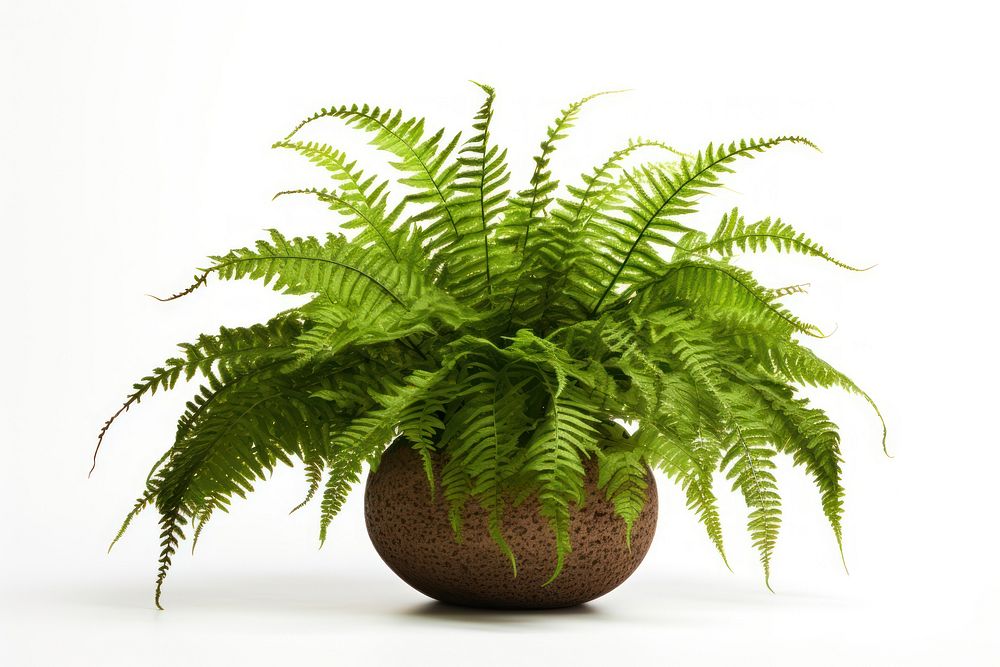 Fern plant houseplant white background. AI generated Image by rawpixel.