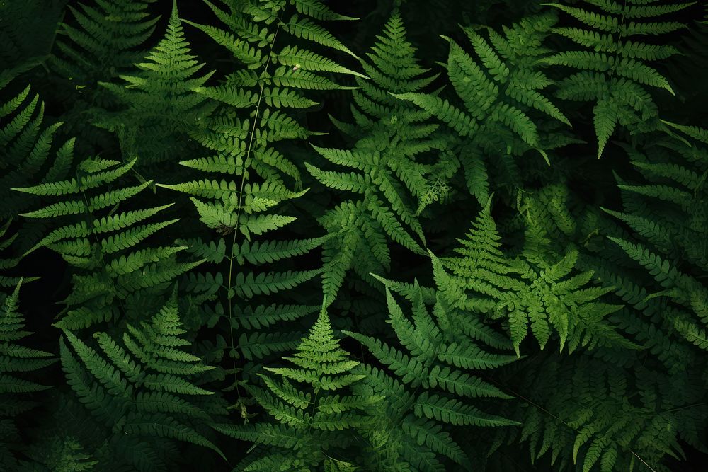 Fern backgrounds nature plant. | Premium Photo - rawpixel