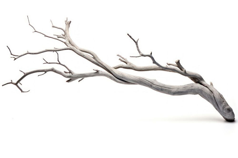 Grey dry branch driftwood white background tranquility. AI generated Image by rawpixel.