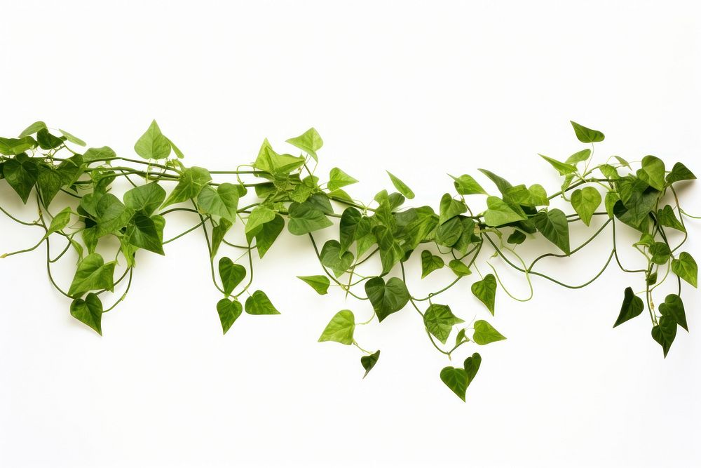 Green Vine plants green leaf vine. AI generated Image by rawpixel.