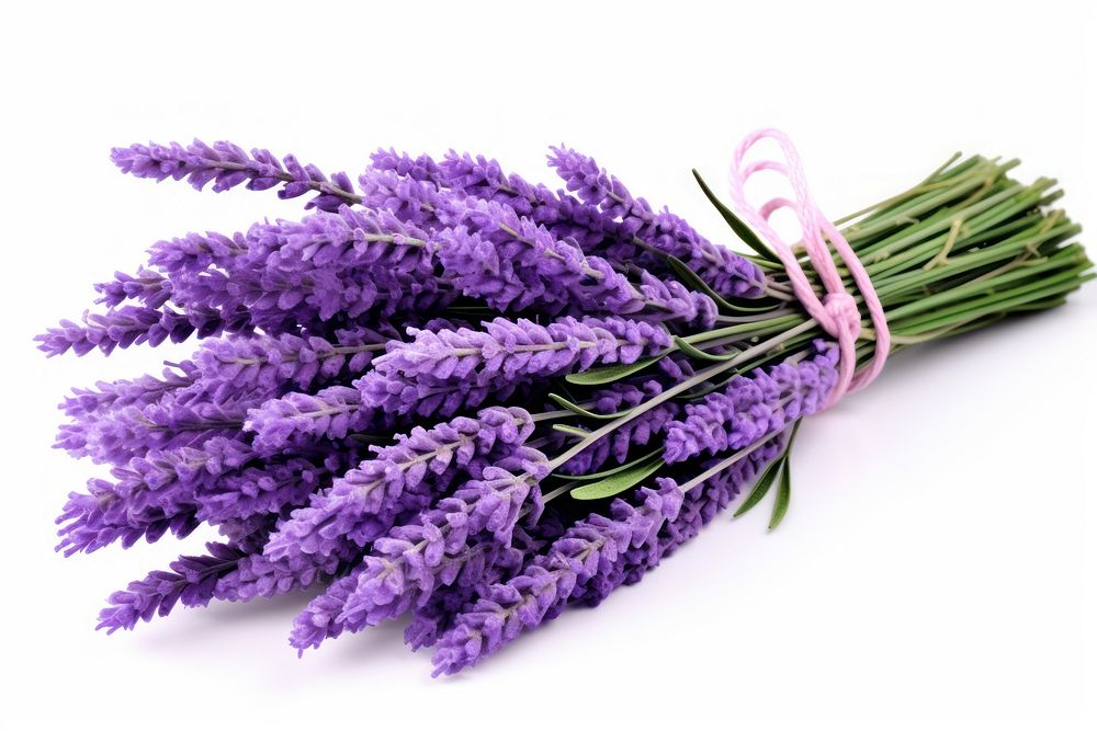 Lavender bouquet flower plant white background. AI generated Image by rawpixel.