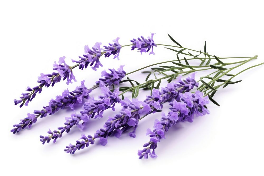 Lavender branches blossom flower plant. AI generated Image by rawpixel.