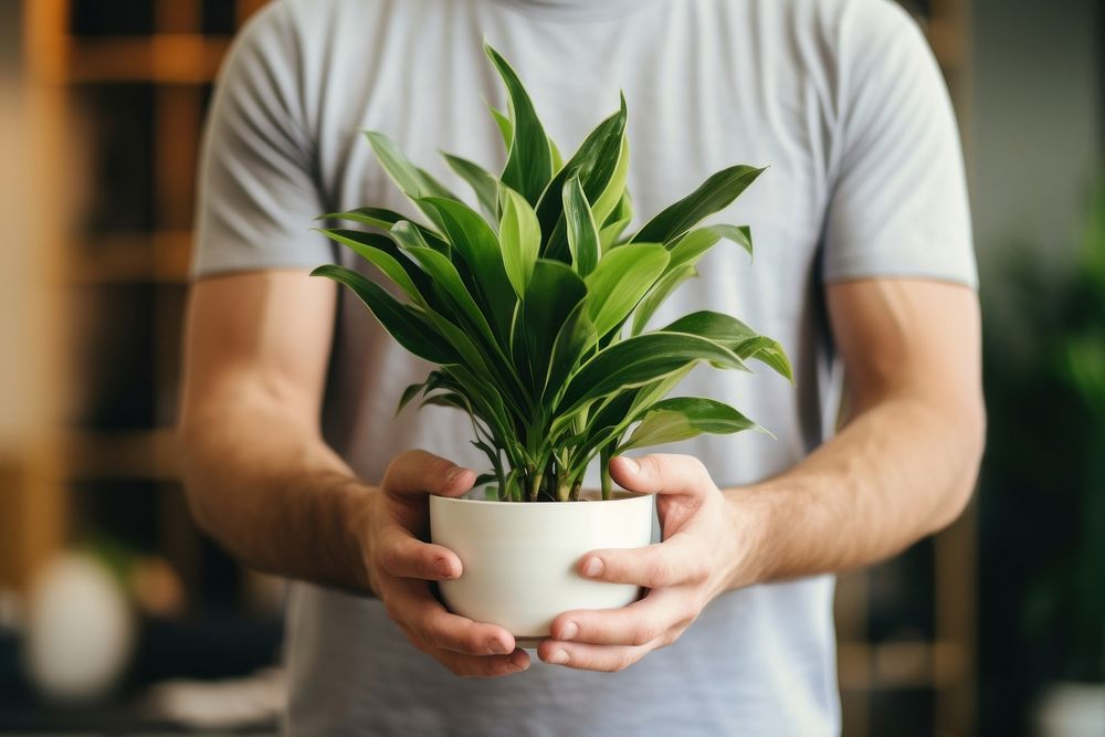 Man plant houseplant adult. AI generated Image by rawpixel.