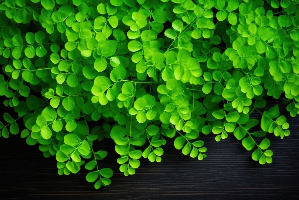 Maidenhair fern backgrounds nature plant. AI generated Image by rawpixel.
