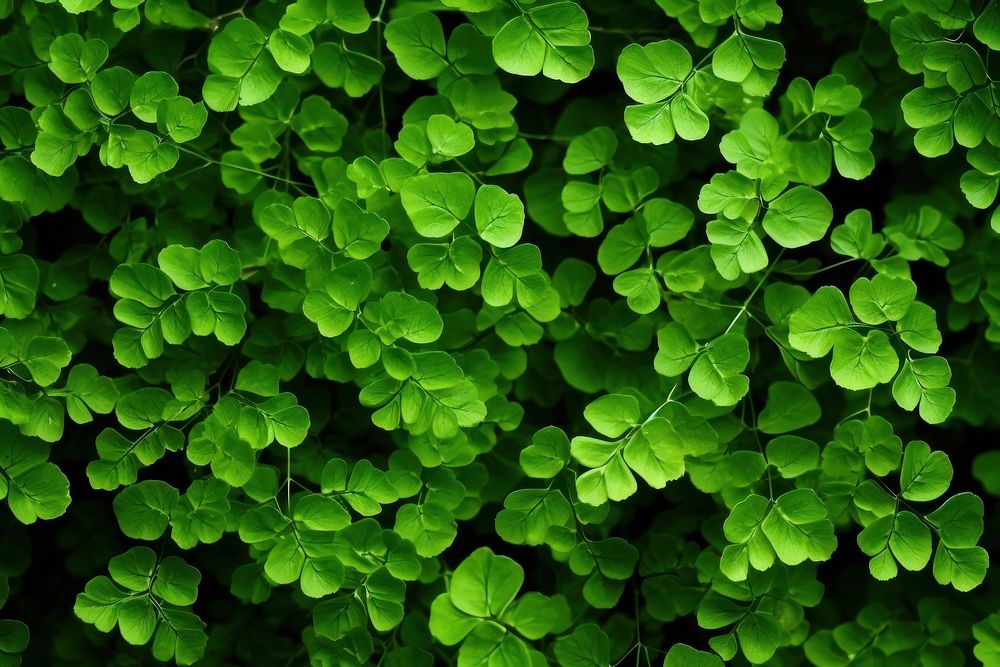 Maidenhair fern nature backgrounds outdoors. AI generated Image by rawpixel.