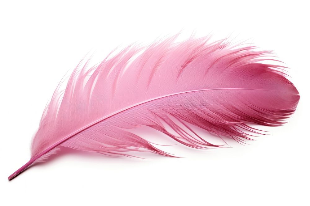 Feather pink white background lightweight. AI generated Image by rawpixel.